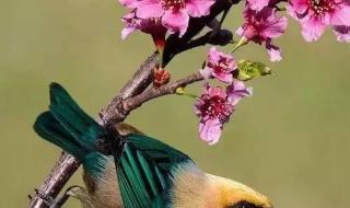 歌词 凤凰飞dj版乌兰图雅