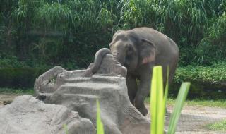 侏罗纪公园游戏攻略 侏罗纪公园游戏攻略