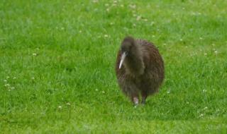 新西兰活捉一只恐龙